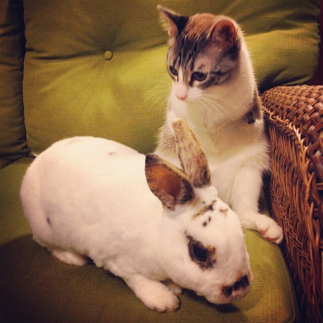 Из-за манеры передвигаться Роукс часто называют «кошка-кролик». Она может очень быстро двигаться и даже запрыгивать на диван!