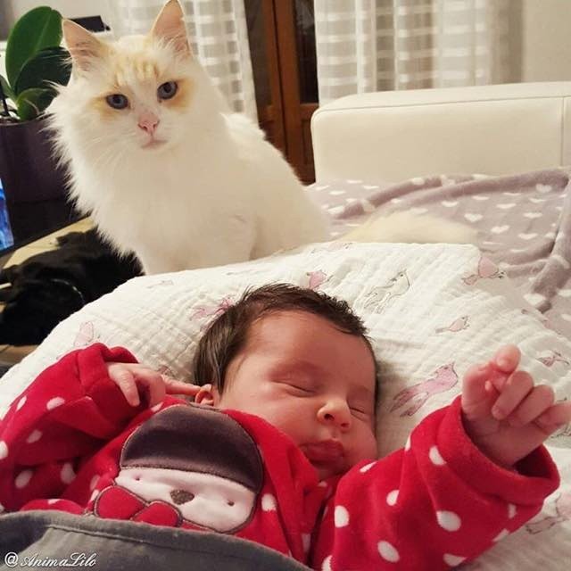 Кошка полюбила малыша еще до рождения и превратилась в отличную няньку 
