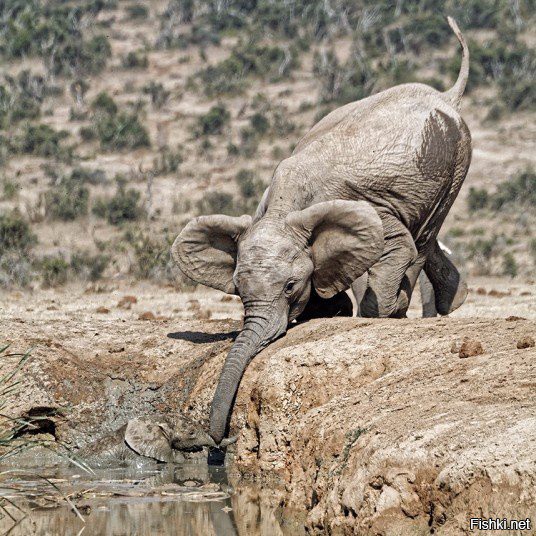 Слониха помогает своему слонёнку выбраться из водоёма в заповеднике Addo Elep...