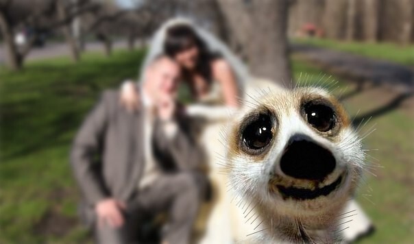 27 безумных свадебных снимков, после которых не захочешь замуж