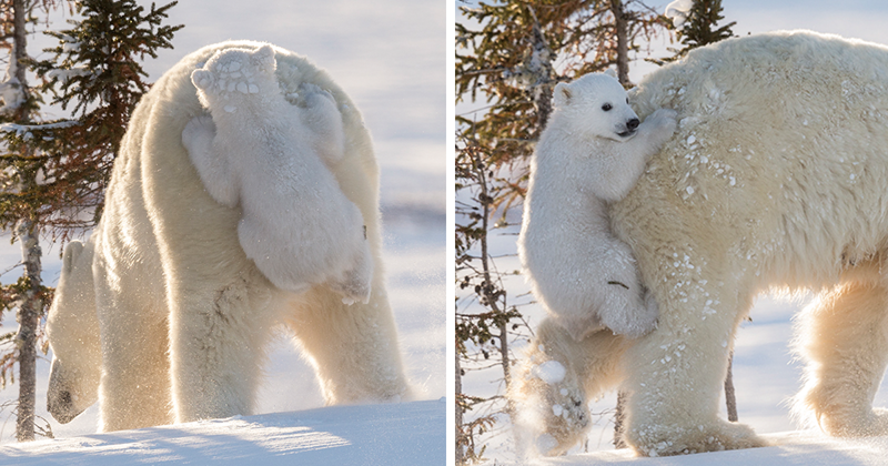 45 очаровательных полярных медвежат, отмечающих свой международный праздник