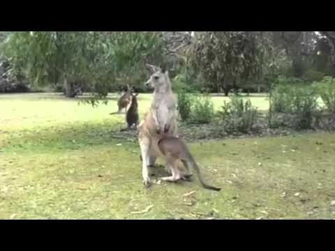 Детеныш кенгуру залезает в сумку мамы 