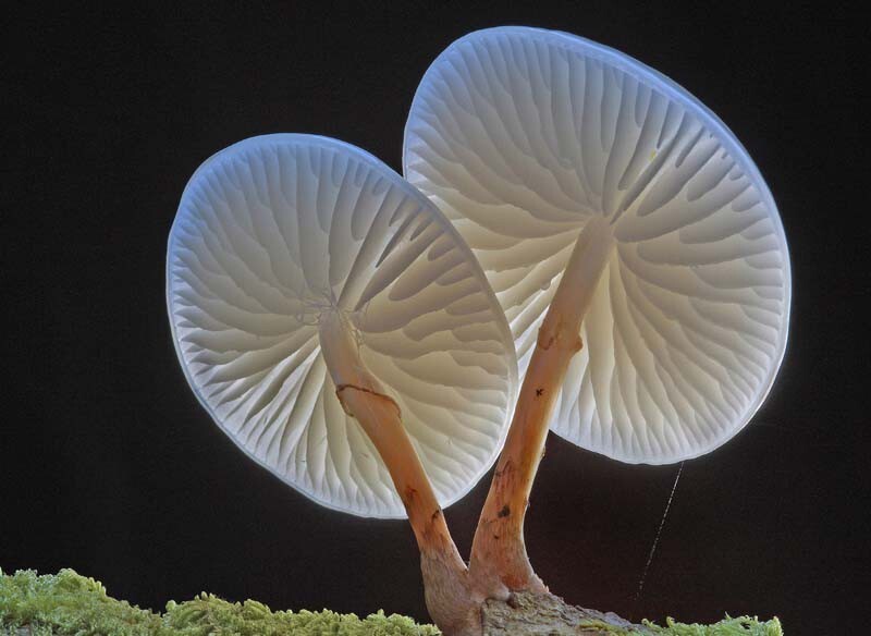 5. Фарфоровый гриб (Oudemansiella mucida)