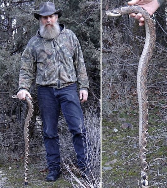 Резчик по дереву Майк Стиннетт из Орегона делает трости в виде змей