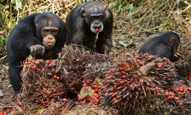 Среди диких обезьян обнаружили алкоголиков