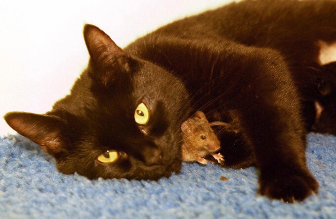 Как мыши с котом воевали