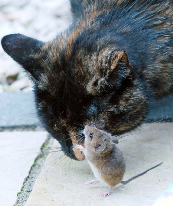 Как мыши с котом воевали