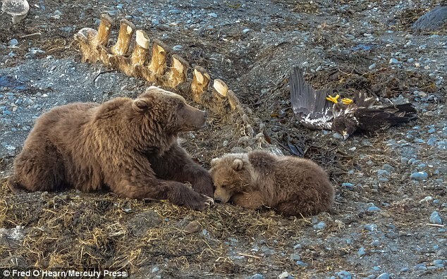 Орел был оставлен лежать на спине, в то время как два медведя наслаждаются отдыхом. 
