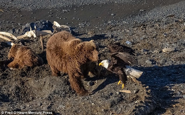 Орел налетает на медведицу и медвежонка, когда они поедают мертвого кита. 