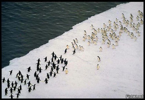 Битва за Антарктику