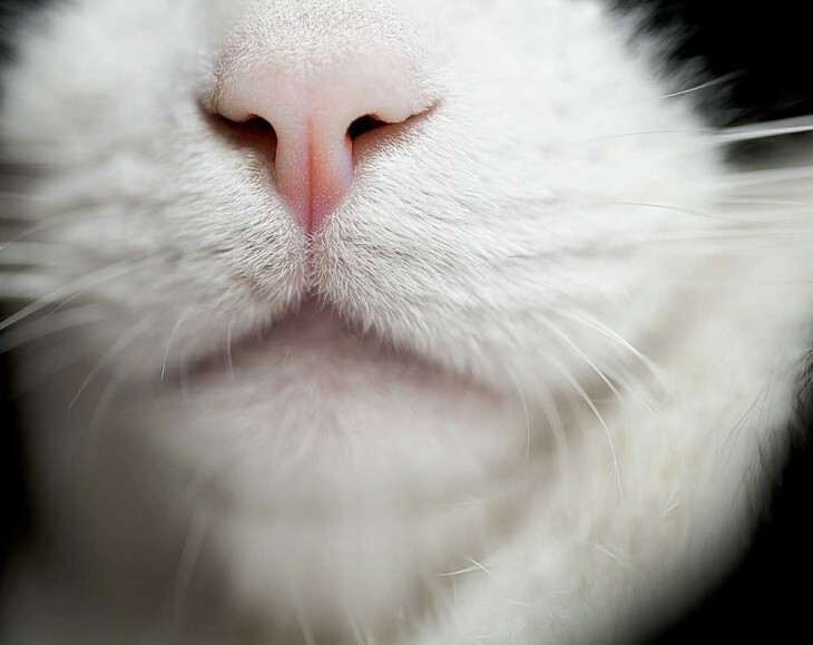 100 млн обонятельных клеток находится в носу у кота