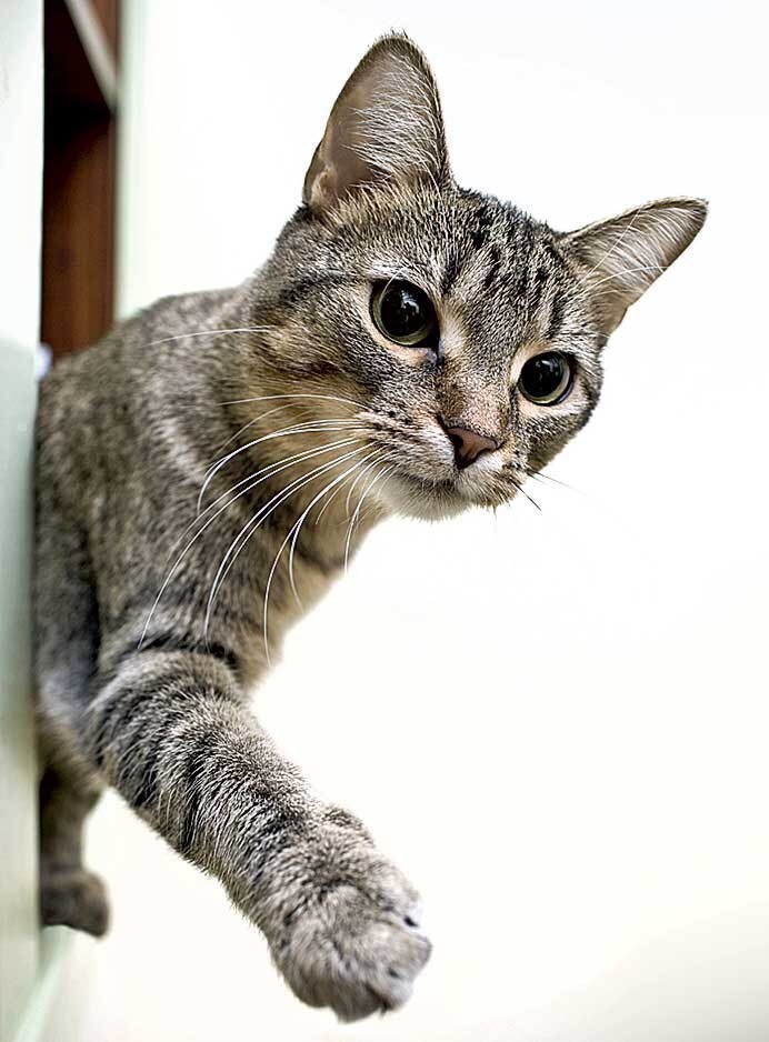 25% домашних котов и кошек — амбидекстры, то есть одинаково активно пользуются обеими лапами 