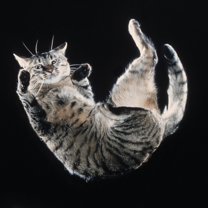 97 км/ч — максимальная скорость, которую развивает кошка при падении с высоты 