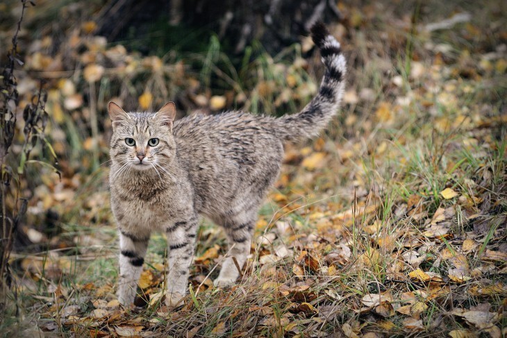 9 кг весит зимой самец дикого дальневосточного лесного кота