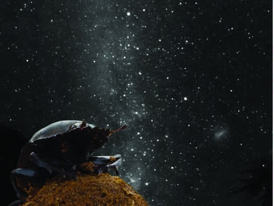 17. Навозные жуки ориентируются по Млечному пути.
