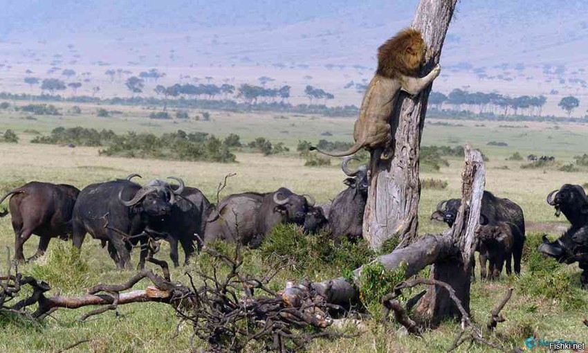 лев испугался стадо буйволов и вылез на дерево в заповеднике Масаи Мара в Кении