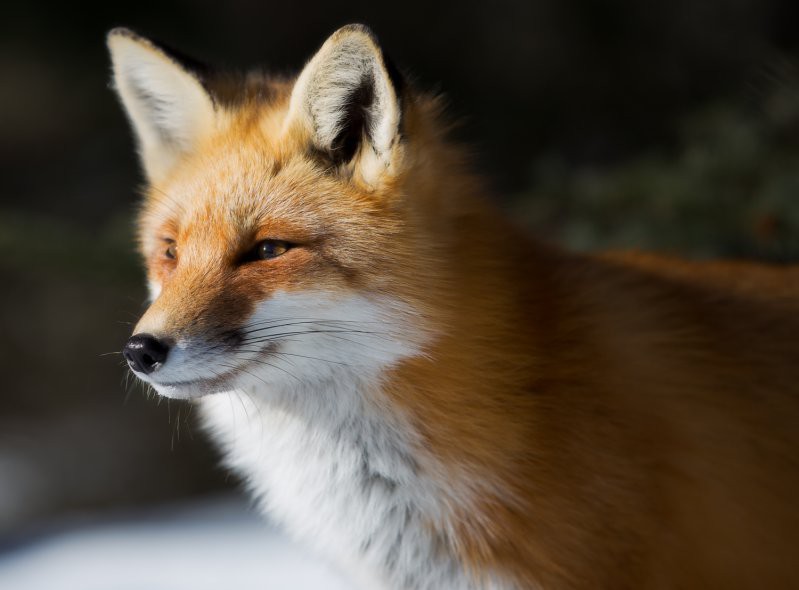 Потрясающий фотопортрет лисы