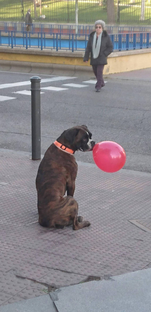 Собака с шариком