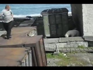 Медведя кормят собаками (Осторожно! Очень жестокое видео!) 