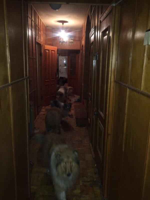 Дачная драма: десятки собак и старая женщина разгромили арендованный коттедж