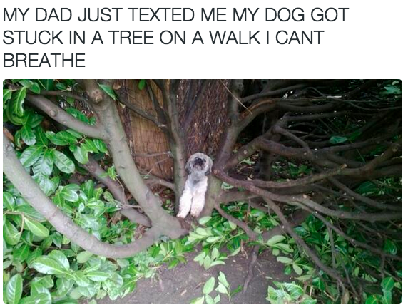 Что может случиться с собакой на прогулке? Что угодно: например, она может застрять в дереве.