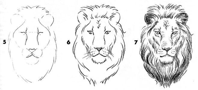 Рисуем льва карандашом
