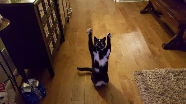 У кота странная реакция на слова "стоять!"