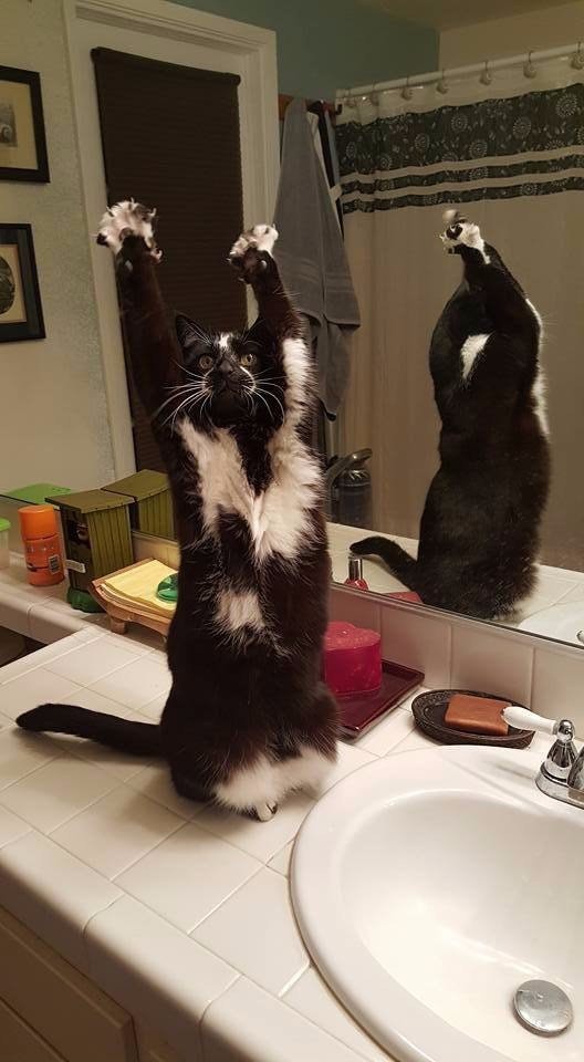 У кота странная реакция на слова "стоять!"