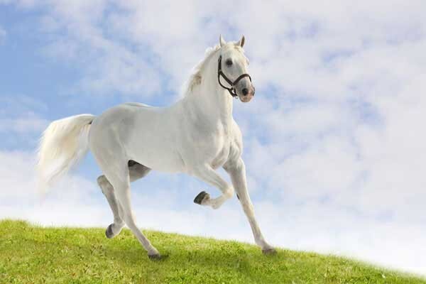 9. Белая лошадь для принца? Существует ли?