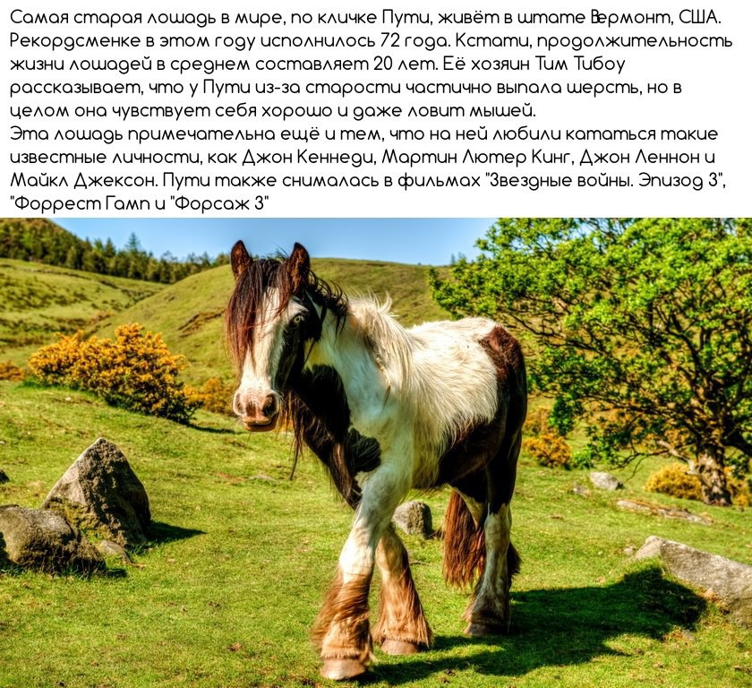 Сколько лошадей в мире. Факты о лошадях. Bynthtcyjt lkz ltntq j kjiflz[. Коневодство интересные факты. Детям о лошадях интересное.