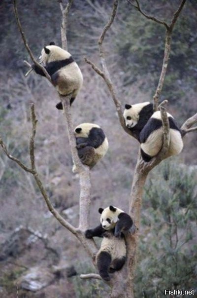 Панды прилетели