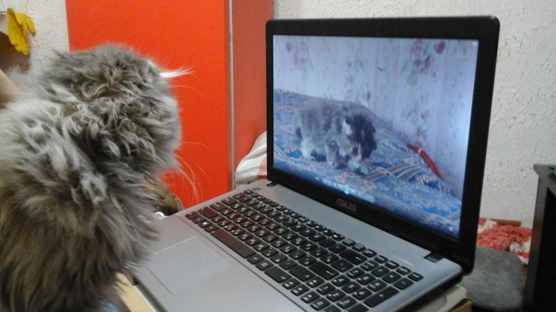 Котейка смотрит котейку
