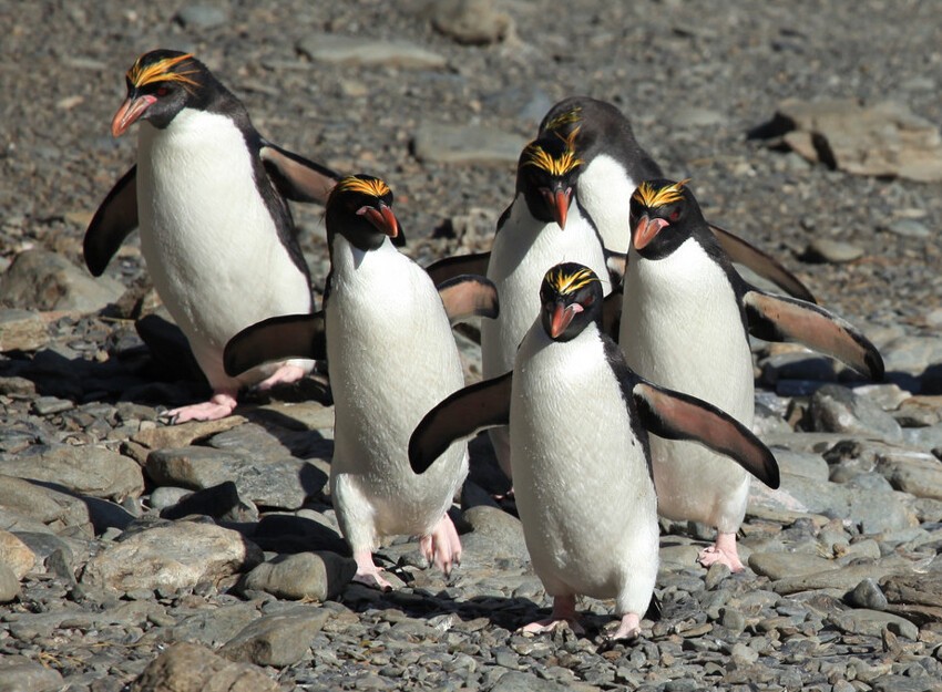 11. Детей присылают пингвины в коробке с дырками