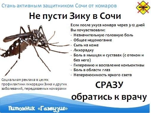 Вирус Зика в России - как защититься самому
