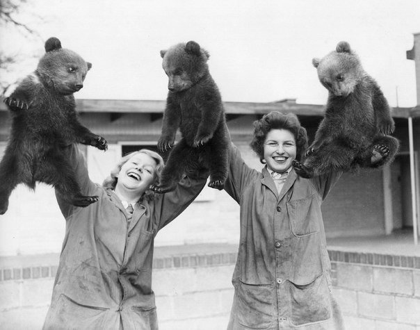 Первый выход (вынос) на люди трех бурых медвежат в Уипснейдском зоопарке, Англия