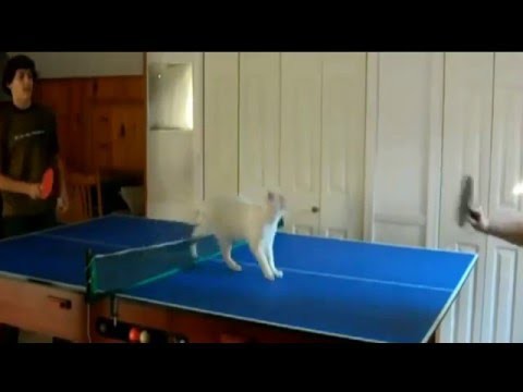 Коты и Пинг Понг подборка  