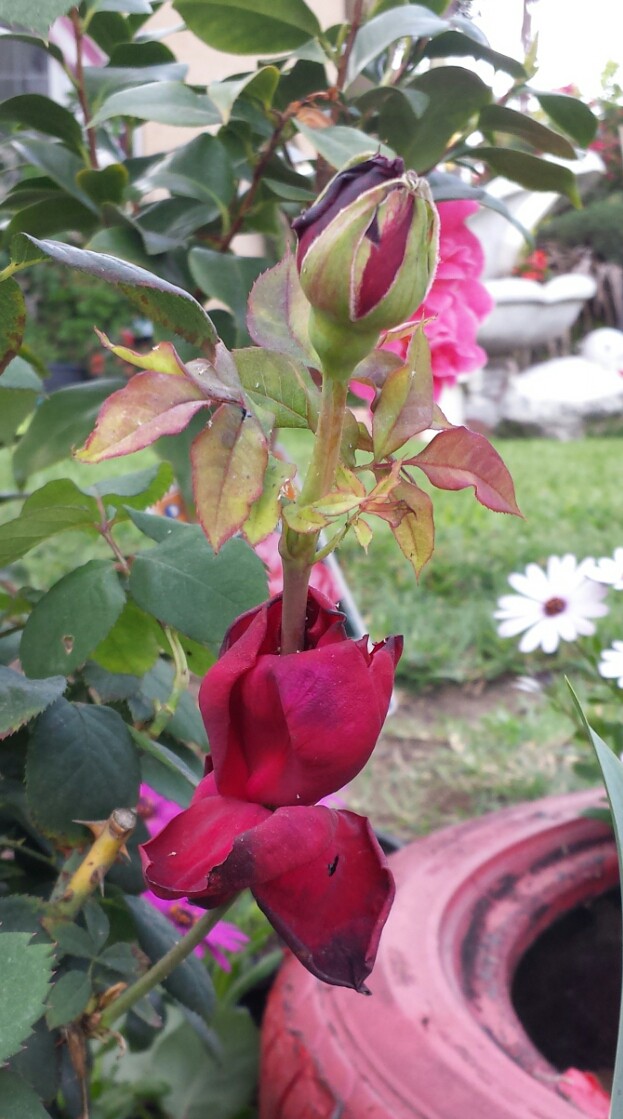 Роза в розе