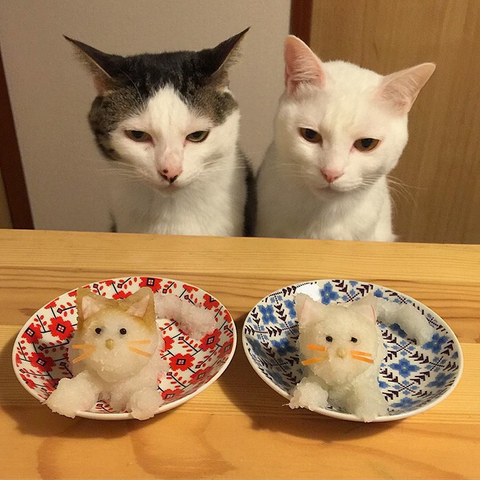 Кошки, которые всегда странно наблюдают за хозяевами, когда они едят