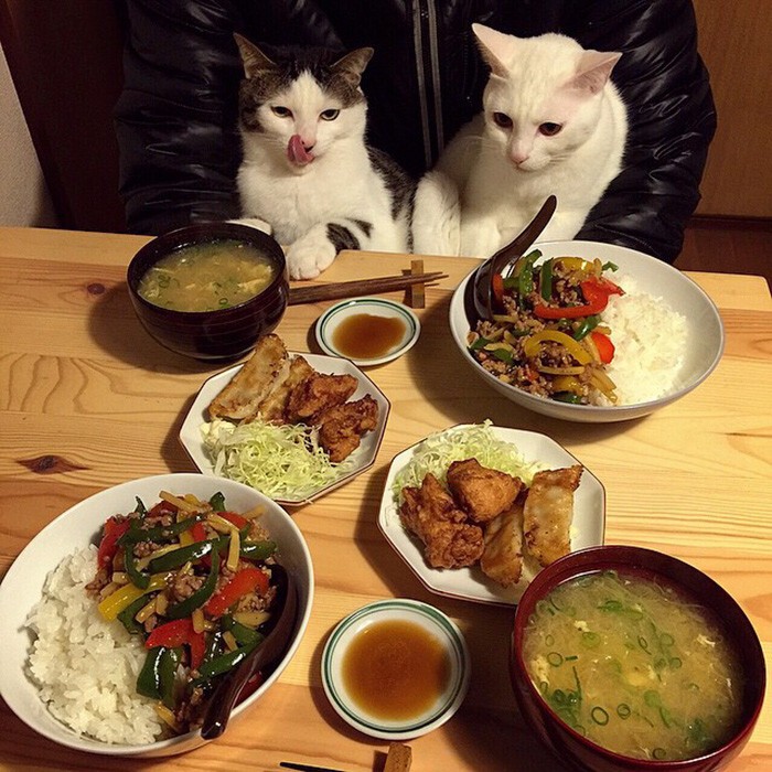 Кошки, которые всегда странно наблюдают за хозяевами, когда они едят