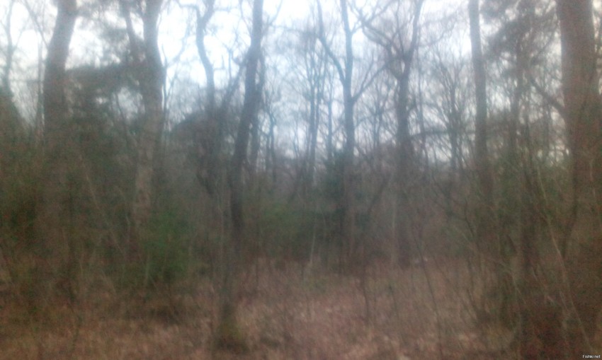 Заповедник Куршская коса