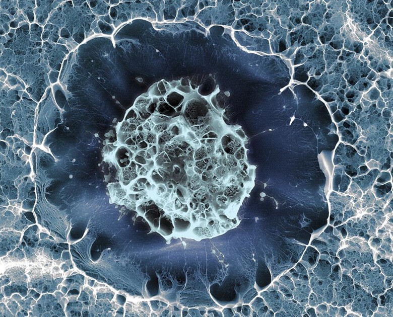 Замороженная стволовая клетка человека 