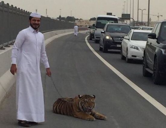 Тигр гулял по оживленной дороге в Катаре