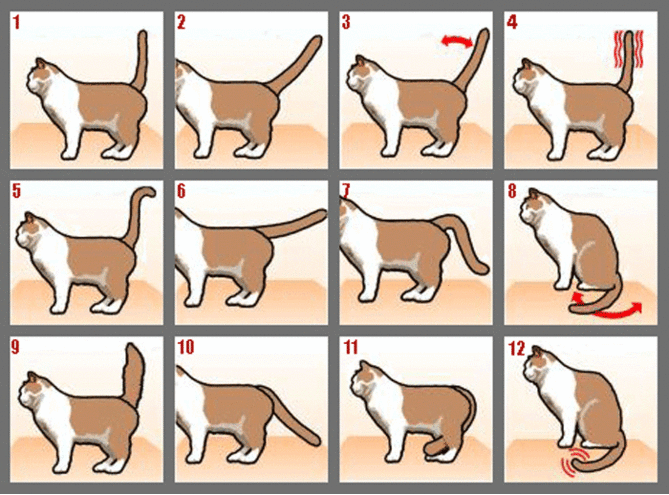 Как понять кошку, по хвосту