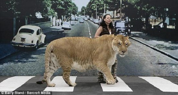 Геркулес - самая большая кошка