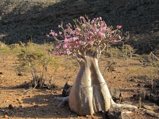 Австралийский баобаб – «Бутылочное дерево»