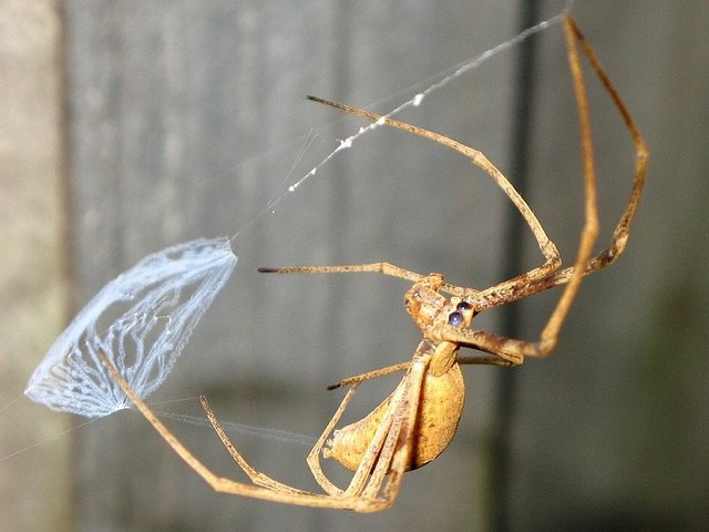 Необычная охота паука-гладиатора