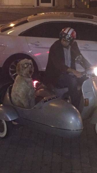 Собака в коляске