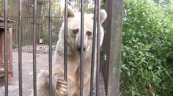 Эта медведица по имени Фифи ждала 30 лет чтобы ее спасли
