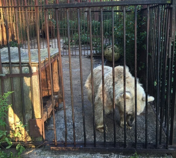 Эта медведица по имени Фифи ждала 30 лет чтобы ее спасли