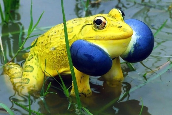 10 удивительных лягушек, которые поражают своим разнообразием